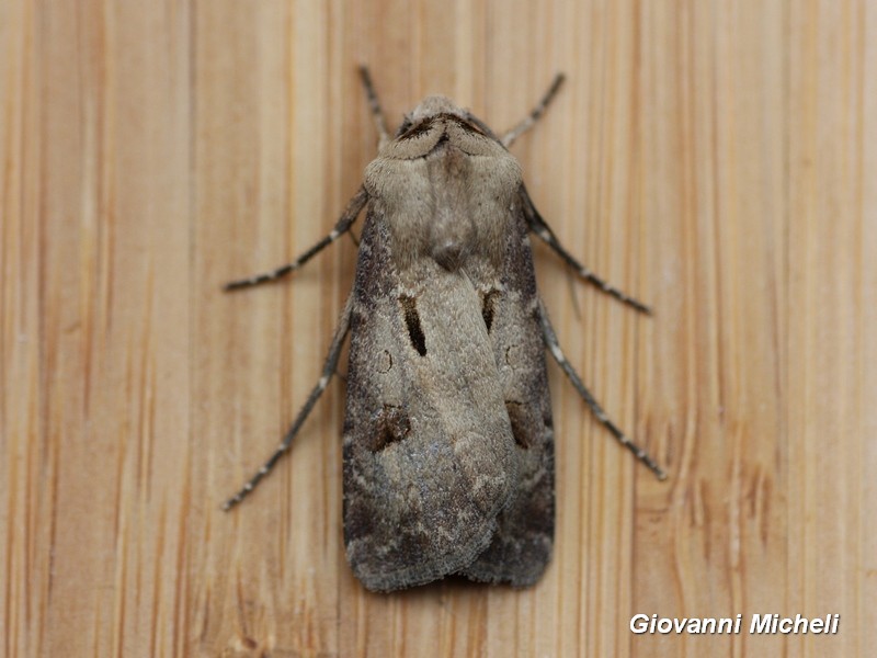 Agrotis exclamation? S